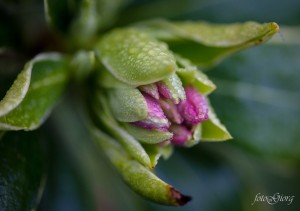 medford, oregon, photography, macro, nature