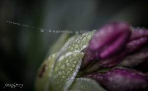 medford, oregon, photography, macro, nature