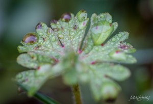 medford, oregon, photography, macro, nature