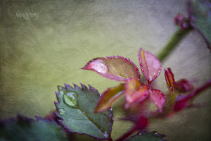photography, southern oregon, medford