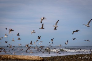 photography, southern oregon, medford