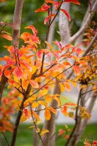 thankful challenge, Autumn, Fall, seasons, photography, medford, oregon